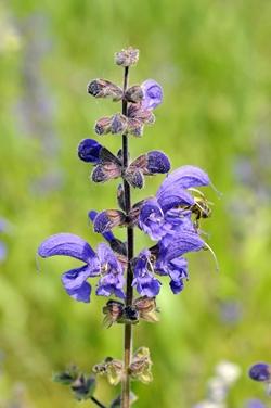 Fiore di Salvia