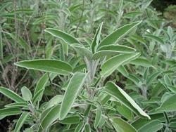 Pianta di Salvia