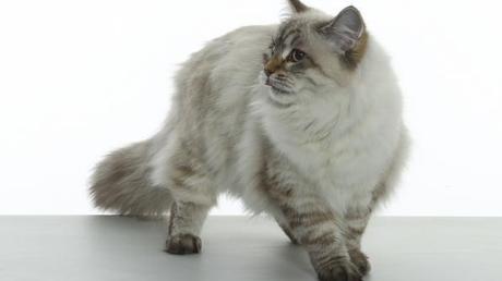 L'eleganza di un Sacro di Birmania L'eleganza di un Sacro di Birmania