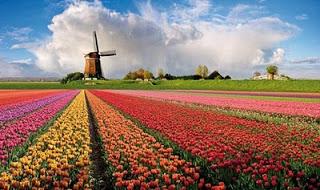 L'Olanda dei  tulipani