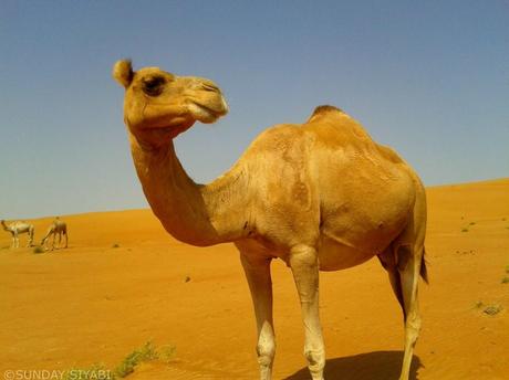 oman camel