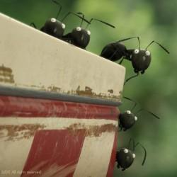 Minuscule, la valle segreta delle formiche: video backstage e immagini minuscule---la-valle-delle-formiche-perdute_Cinema-8477