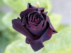 La Rosa Nera