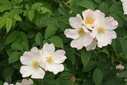 La Rosa Canina