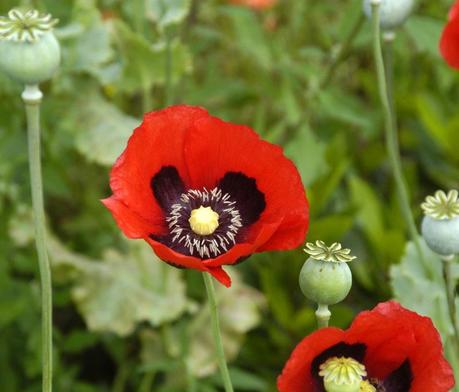 Papaver somniferum. Immagine di Tanja Niggendijker, da: http://commons.wikimedia.org