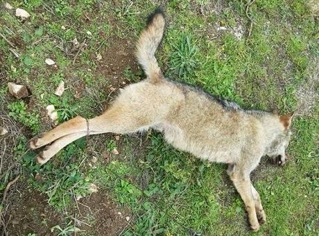 Cinque lupi trovati morti in Puglia. Cosa sapere sul lupo e come difendere le greggi