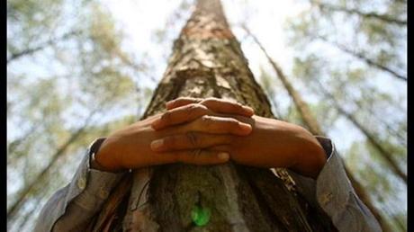 Abbracciare gli alberi,migliora la salute?