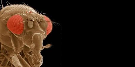 Drosophila melanogaster, copertina Science/recorded by the UCSD SRP Imaging Core.