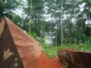 Le foreste dell’Uganda svaniscono