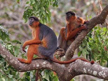 Colobo ferruginoso, una scimmietta dell'Africa occidentale