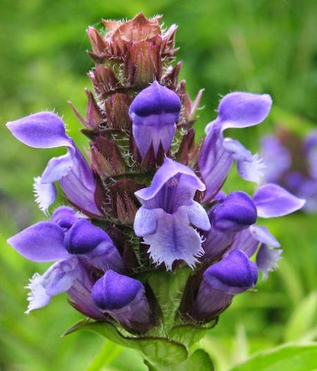 Proprietà e usi della Prunella Vulgaris