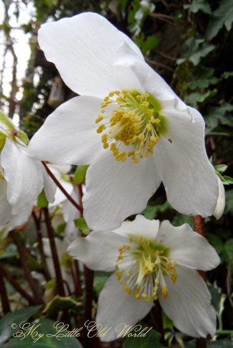 Elleboro, stella d'inverno, tra miti, leggende ed antiche tradizioni colturali britanniche.