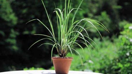 Il Lemongrass è coltivabile anche in vaso.. a portata di cucina.