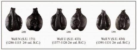 Archeologia. Vino, scoperto in Sardegna il vitigno più antico del Mediterraneo occidentale