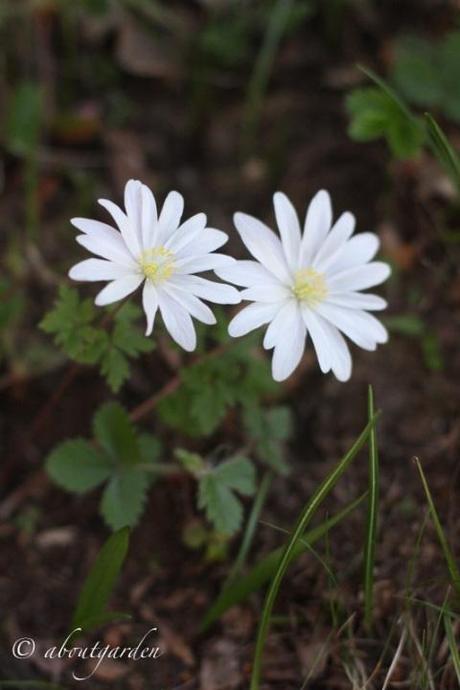 Anemone del bosco