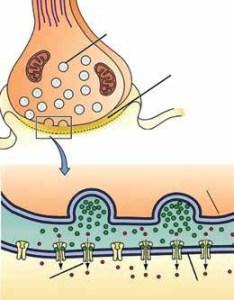 processo di trasmissione dei neurotrasmettitori