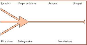 architettura del neurone