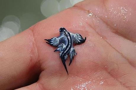 Glaucus Atlanticus