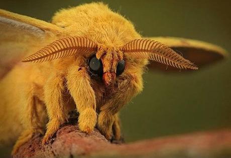 Venezuelan Poodle Moth