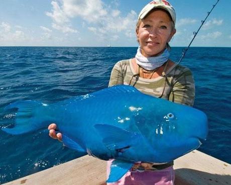 The Blue Parrotfish