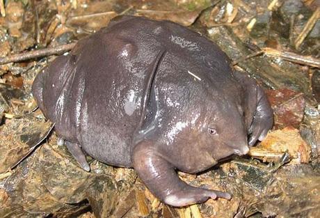 Indian Purple Frog