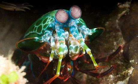 Mantis Shrimp