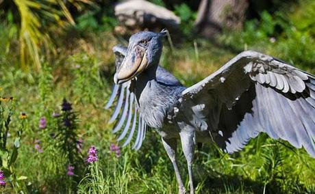 Shoebill