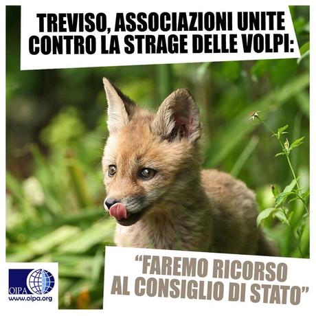 Treviso, associazioni unite contro l'abbattimento delle volpi