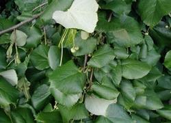 foglie di tilia tomentosa