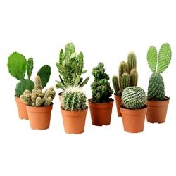 Piccoli vasi per piccole piante grasse