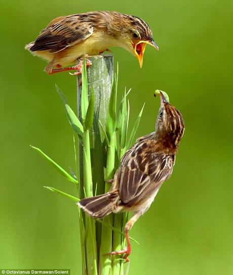 Under pressure: A long-suffering mother passes a grub up to her chick who looks big enough to go and get its own food
