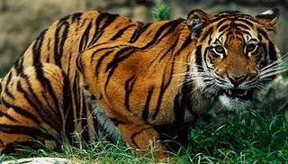 Le tigri prosperano nella foresta usata dal bandito Veerappan, il Robin Hood indiano