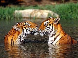 Le tigri prosperano nella foresta usata dal bandito Veerappan, il Robin Hood indiano