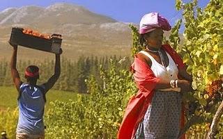 Cin cin, con un calice di vino sudafricano