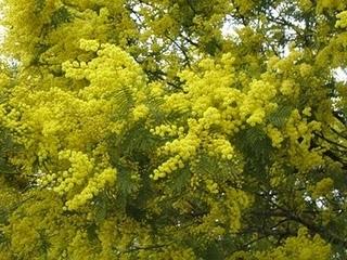 Mimosa dealbata Mimosa dealbata