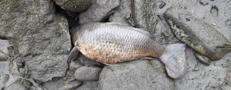 Luino: moria di pesci sul fiume Tresa causata da lavori di manutenzione alla diga di Creva. Stesso scenario nel 2011