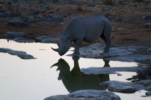 Rhino Mirror