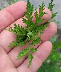 ARTEMISIA ANNUA UNA SPERANZA PER I CANI E GATTI MALATI DI TUMORE