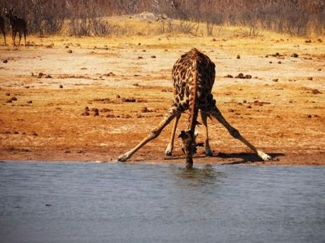 Botswana e Zimbabwe: cinque buoni motivi (tra mille) per andarci