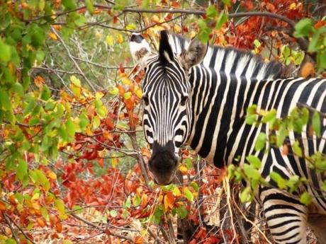 Botswana e Zimbabwe: cinque buoni motivi (tra mille) per andarci