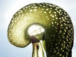 Darlingtonia Californica