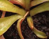 Dionaea_muscipula_growth_time-lapse