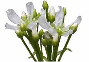 Dionaea muscipula in fiore