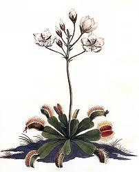 fiore-dionaea