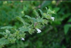 Melissa officinalis: ramo fiorito