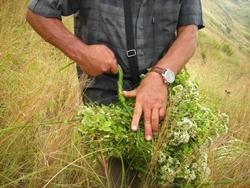 origano raccolta uomini