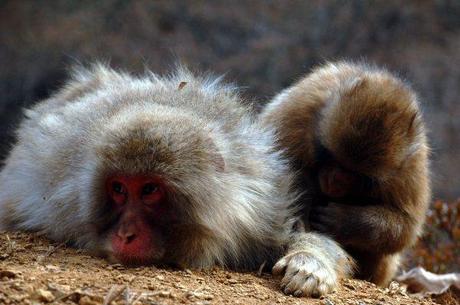 Il moneky park Iwatayama, Kyoto (foto di Patrick Colgan, 2011)