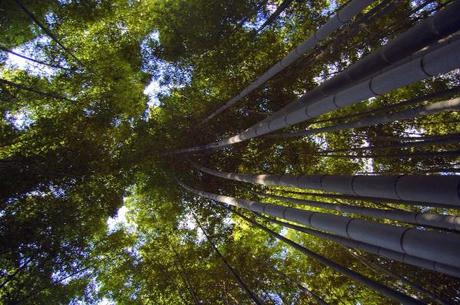 La foresta di bambù (foto di Patrick Colgan, 2013)