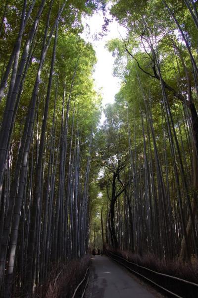 La foresta di bambù (foto di Patrick Colgan, 2013)