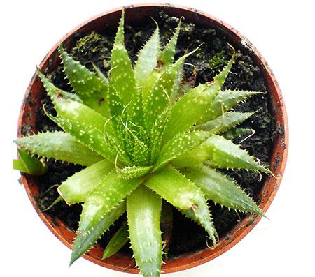 Antirughe naturale, ecco il 5 rimedi più efficaci Antirughe naturale, ecco il 5 rimedi più efficaci